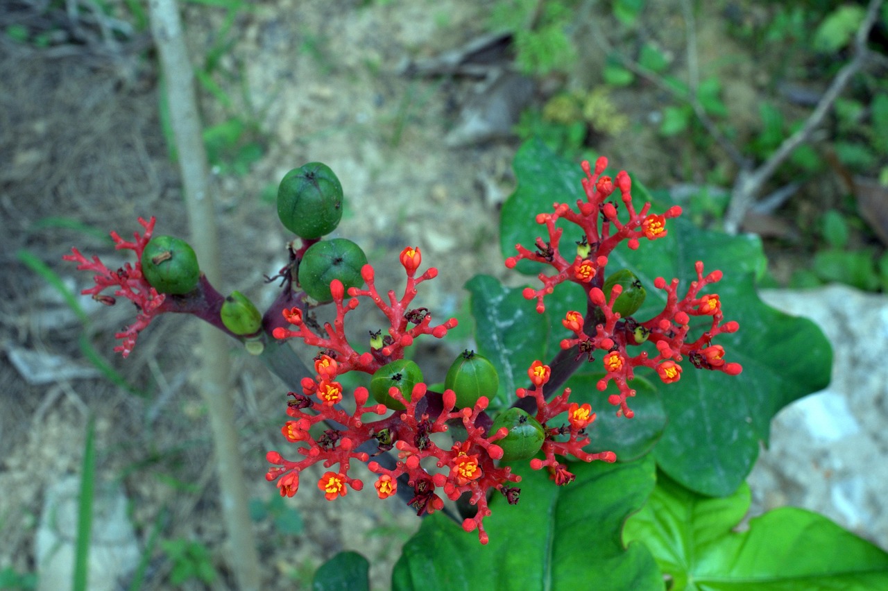 5 vantaggi sorprendenti di Tauro Plus che non conosci ancora
